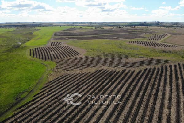 1927 hectáreas. Agrícola Ganadero en Río Negro Uruguay
